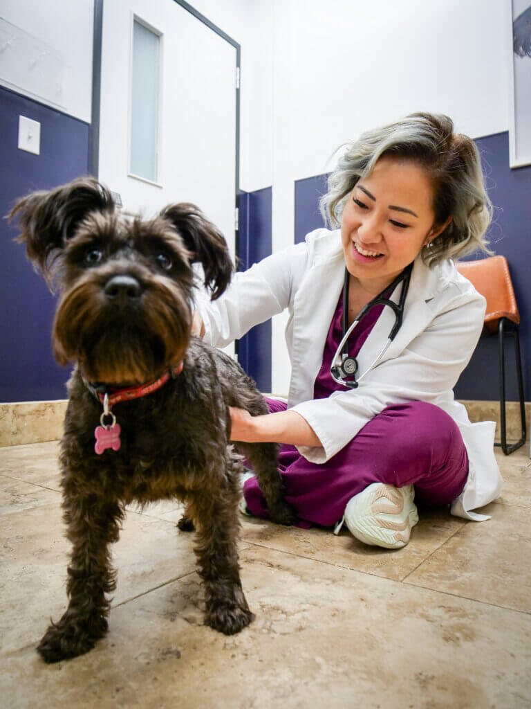 PawDoc Doctor Li Examining Dog