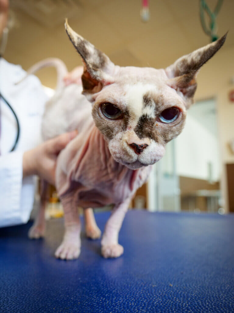 PawDoc Surgery + Dental Center Cat