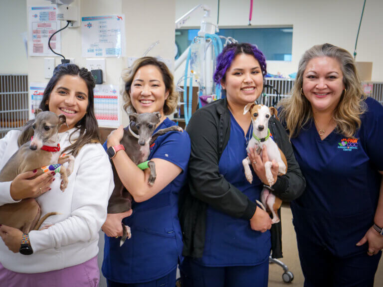 PawDoc Katy TX Italian Greyhound Rescue