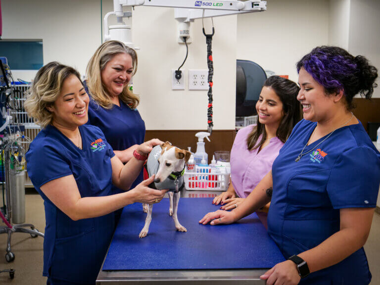 PawDoc Italian Greyhound Rescue